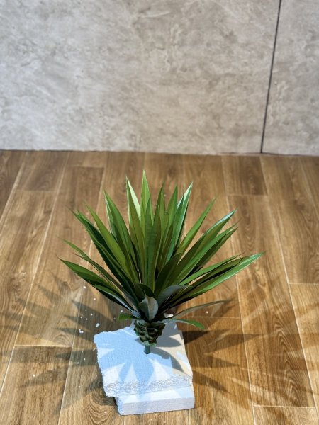 الوفيرا JTD09-1-6 كبير