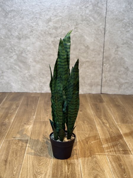 جلد النمر قواره اسود