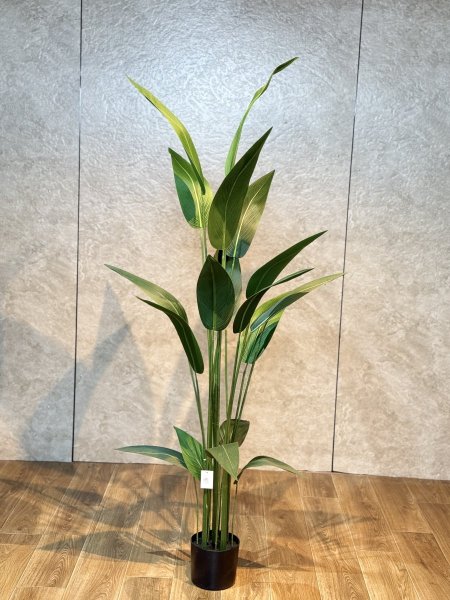 شجرة عصفور الجنة T-2