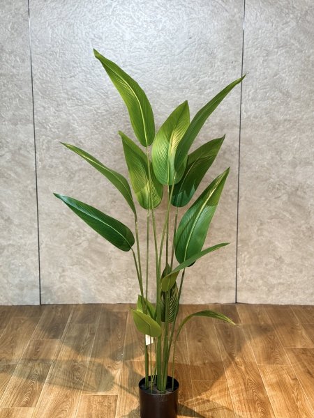 شجرة عصفور الجنة T-6