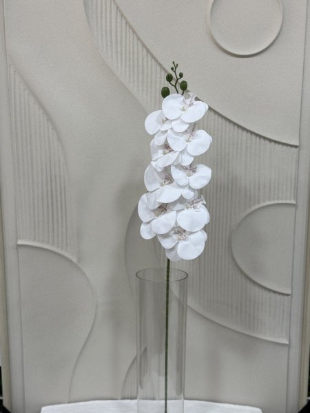 ابيض مع بني خفيف