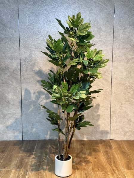 شجرة تين T-12