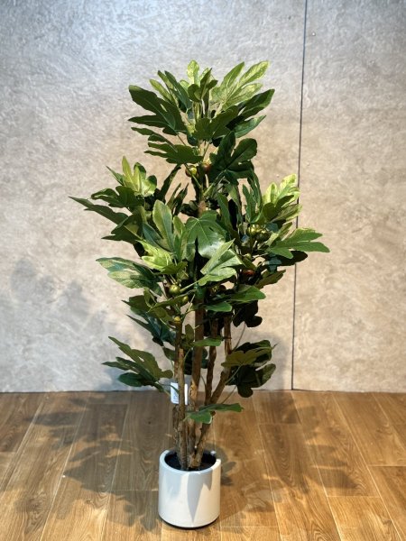 شجرة تين T-11