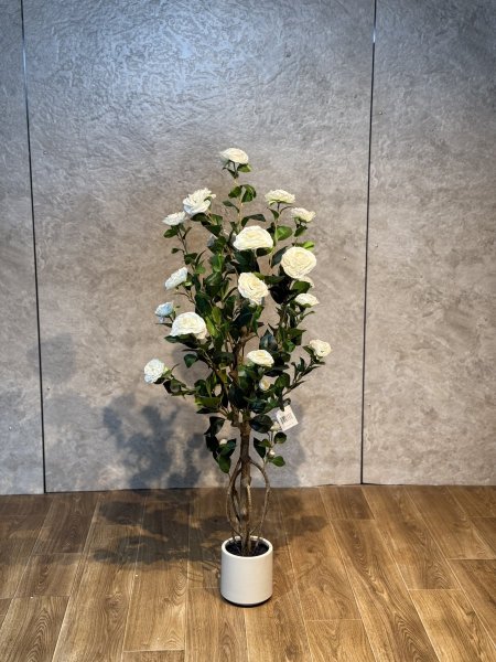 شجرة جوري T-13