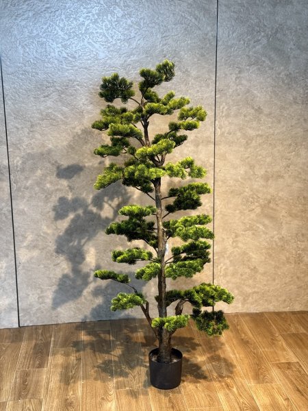 شجرة بونساي TB-1