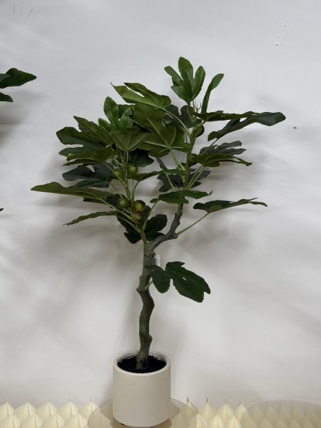 شجرة تين T-10