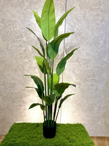 شجرة عصفور الجنة T-16