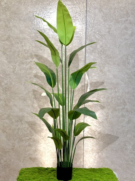 شجرة عصفور الجنة T-17