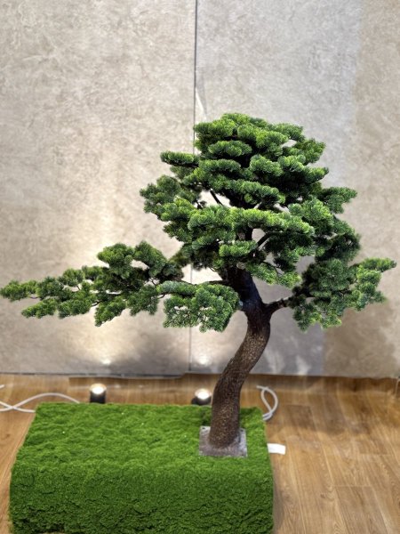 البونساي TB-12