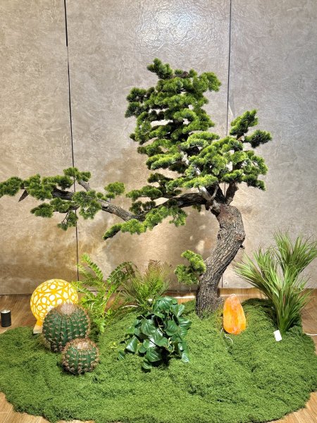 البونساي TB-3