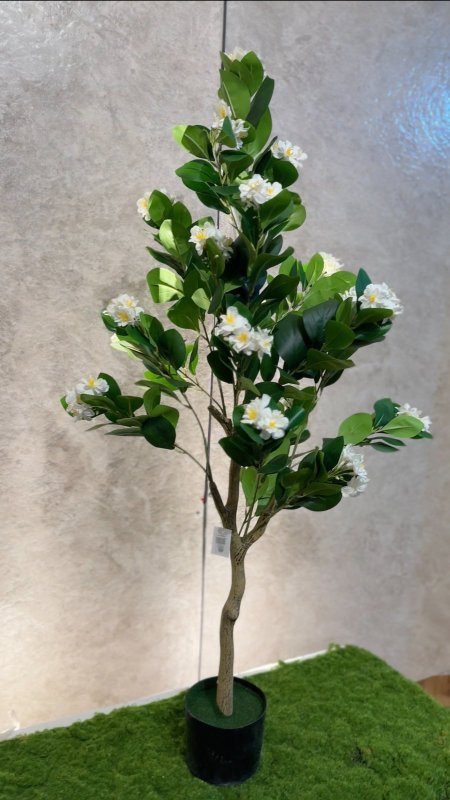 شجرة عبير الياسمين TF-7