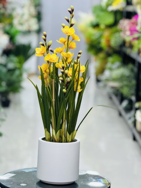 اصفر