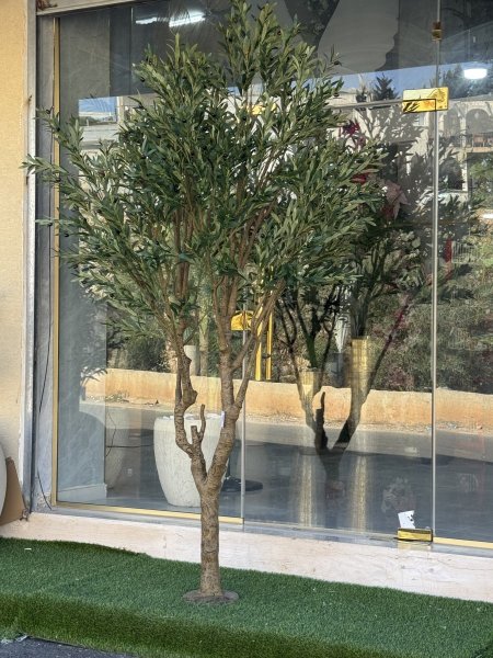 شجرة زيتون TZ-6 الارتفاع 280CM