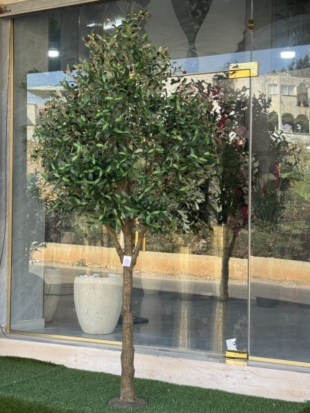 شجرة زيتون TZ-5 الارتفاع 270CM