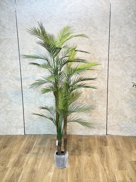 شجر نخل سلكن